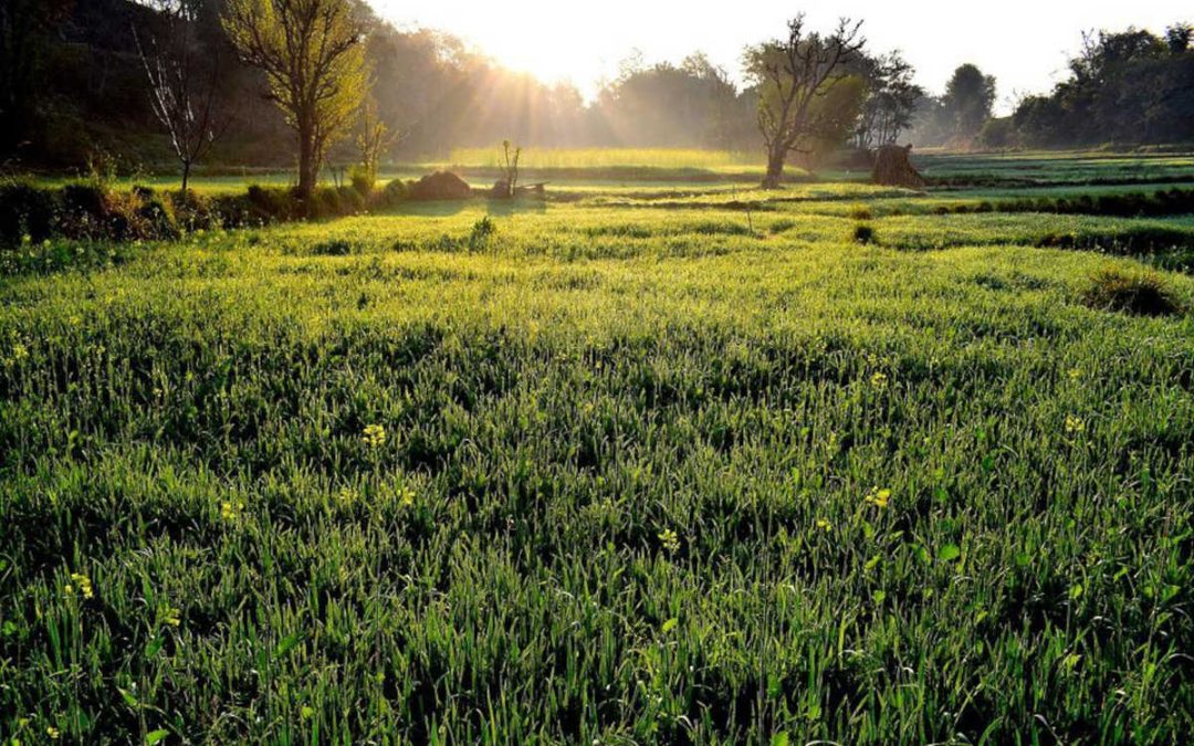 Cos’è il Green New Deal Italia e come partecipare